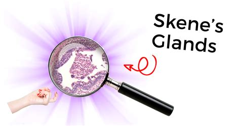 Skenes Glands: Purpose, Health Complications, and。